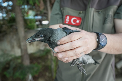 Bursa'da alçaktan uçarak sesler çıkaran çok sayıda karga yaralı arkadaşlarının yerini gösterdi