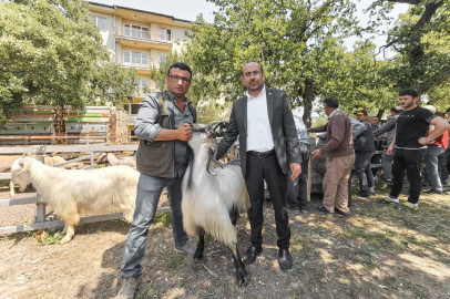 Bursa'da Kurban Bayramı öncesi hayvan pazarında inceleme yapıldı