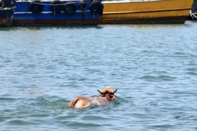 Giresun'da denize atlayan kurbanlık, balıkçı kulübesinde yakalandı