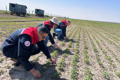 Konya Kulu’da kenevir ekimi yapılan arazide inceleme