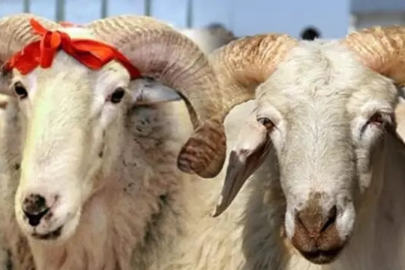 Kral çağrı yapmıştı: Kurban kesimi resmen yasaklandı!