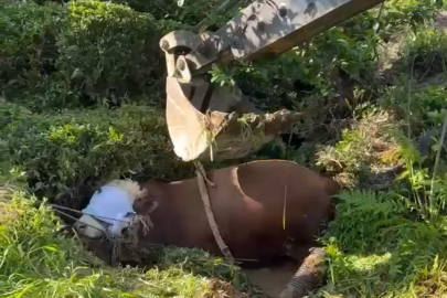 Rize’de bağını kopararak çukura düşen boğa iş makinesi ile çıkarıldı