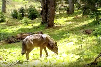 Bursa'da nesli tehlike altındaki Bozkurt fotokapana yakalandı