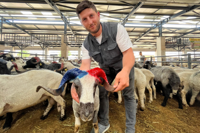 Bursa'da bordo-mavi boynuzlu koçlar kurban pazarının gözdesi oldu