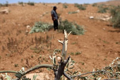 İşgalci İsrailliler Batı Şeria'da 100’den fazla zeytin ağacını kesti