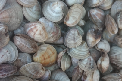 Deniz hıyarı ve beyaz kum midyesi üretimi arttı