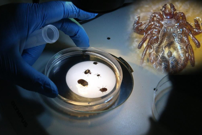 Uzak Doğu kökenli kene Türkiye’de ilk kez görüldü: 30’dan fazla hastalık taşıyor!