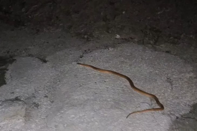 Van'da aracın motoruna giren yılanı DKMP ve itfaiye ekipleri çıkardı