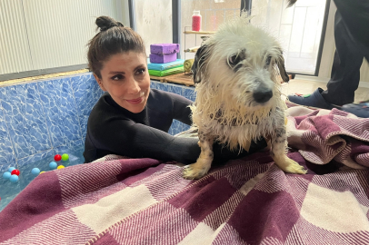 İzmit'te barınağa terk edilen felçli köpek Kırpık yeni yuvasını arıyor