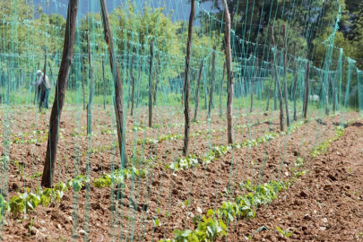 Türkiye'de 2 bin 116 tescilli tarla ve bahçe bitkisi bulunuyor