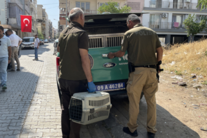 Aydın'da çöp evden 4 kamyon çöp, 12 kedi ile 3 kaplumbağa çıktı