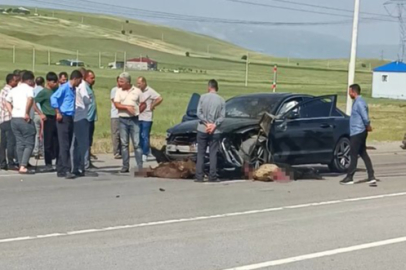 Muş'ta otomobil sürüye çarptı, onlarca koyun telef oldu