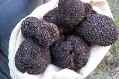 Trüf mantarı Türkiye ekonomisine bir yılda 650 milyon lira katkı sağladı