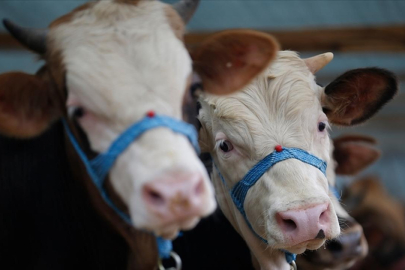 Bayburt'ta "şap" karantinası: Hayvan giriş çıkışları yasaklandı