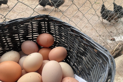 TÜİK'e göre yumurta üretimi 6 ayda 330 milyon adet azaldı