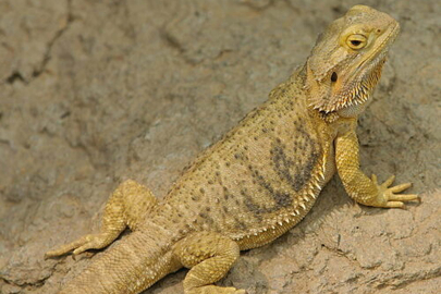 Türkiye'de 10 bin TL'ye satılıyor ama cezası 60 bin TL! Açıklamalar dikkat çekti...