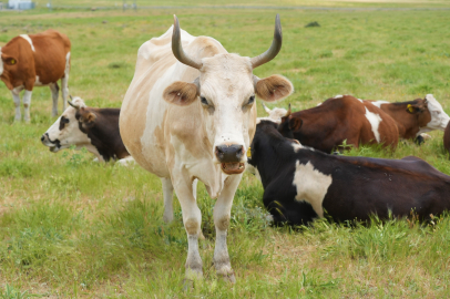 Muş'ta çoban krizi yaşanıyor