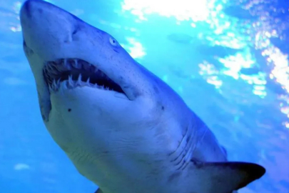 Mersin'de köpek balığı korkusu! Valilik açıklama yaptı