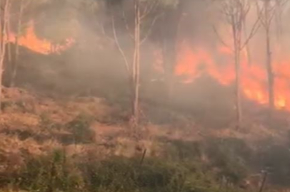 Aydın Koçarlı'da orman yangını: Çok sayıda ekip sevk edildi