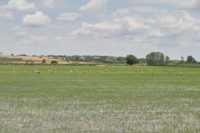 Binlerce leylek tarlayı kapladı