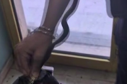 Amasya'da hastanede yılan paniği