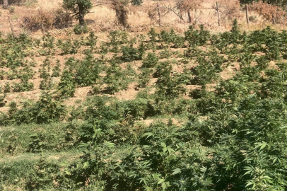 Bingöl’de 19 bin kök skunk bitkisi ele geçirildi