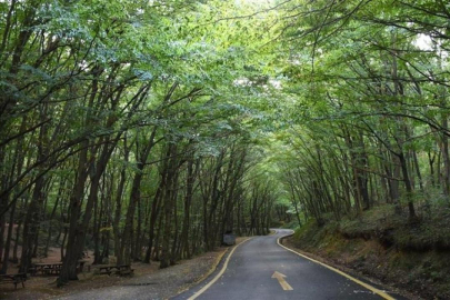 İstanbul'da ormanlık alanlara girişler yasaklandı