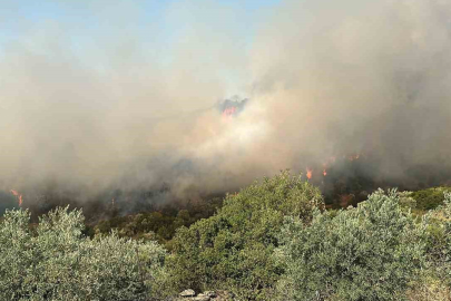 Aydın Söke’de zirai alan yangını