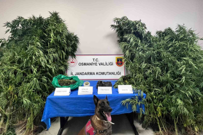 Osmaniye'de kenevir bahçesine çevirilen eve jandarmadan operasyon: 1 gözaltı