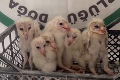 6 peçeli baykuş kurtarıldı