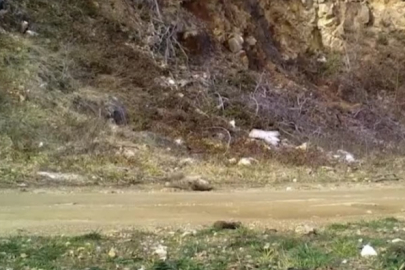 Bursa'da yaban kedisi fotokapana takıldı