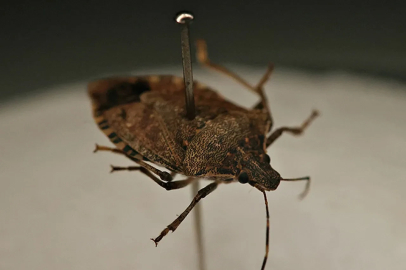 Çiftçinin başının belası için binlerce arı harekete geçti