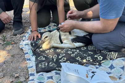 Bursa'da Yaren leyleğin yavruların uydu vericisi takıldı