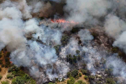Edirne’de orman yangını