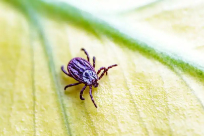 Uzman isim açıkladı: Keneler sıcak havalarda agresifleştiriyor