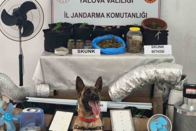 Yalova’da evini uyuşturucu serasına çeviren zanlı yakalandı