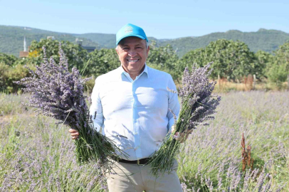 Bursa Nilüfer’de lavanta hasadı başladı