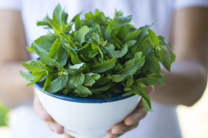 Türkiye'den Almanya'ya ihraç ediliyordu: O ürün için alarm verildi! 'Klorpirifos...'