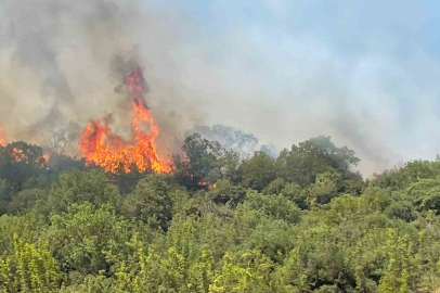 Yenişehir’deki yangının dumanları Bursa’dan görülüyor