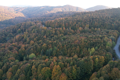 Zonguldak'ta ormanlara girişler yasaklandı