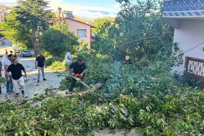 Malatya Arapgir’de fırtına ağaçları devirdi