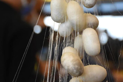 Türkiye'de koza üretiminin bu yıl 100 tonu aşması bekleniyor