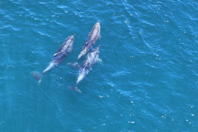 Yunusların belgesellik manzarası mest etti