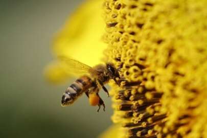 Arının soktuğu adam hayatını kaybetti