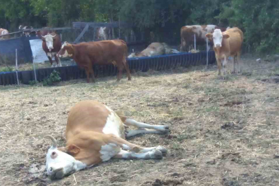 Kastamonu’da 3 büyükbaş hayvan dereden su içtikten sonra telef oldu