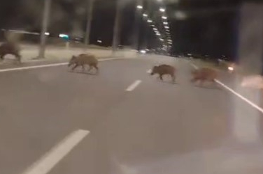 Konya'da kara yoluna çıkan yaban domuzları sürücülerin korkulu rüyası