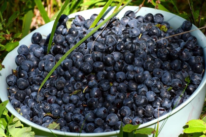 Tek çatı altında toplanan Bursalı yaban mersini üreticileri ihracat hedefliyor