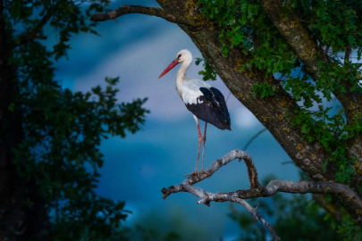 Bursa leyleklerin göç rotasında yaz misafirlerini ağırlıyor