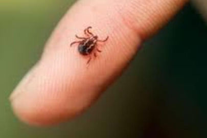 Kabus devam ediyor! O ile de sıçradı, ilk kez kayıtlara geçti