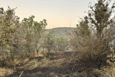 Uşak’ta meşelik alana sıçrayan yangın kontrol altına alındı